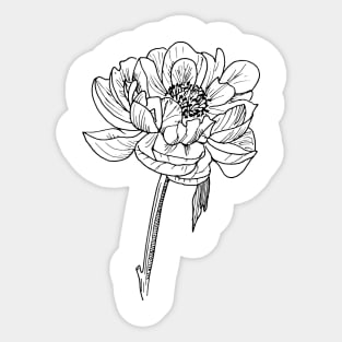 Peony Sticker